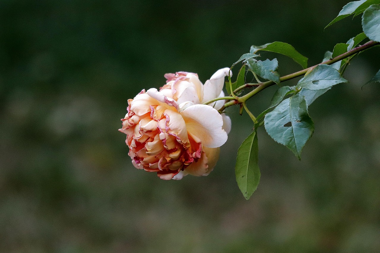 8 techniques pour vieillir le bois artificiellement découvrez tout sur le phénomène de l'aging : ses causes, ses effets sur le corps et l'esprit, ainsi que des conseils pour vieillir en bonne santé et préserver votre bien-être au fil des ans.