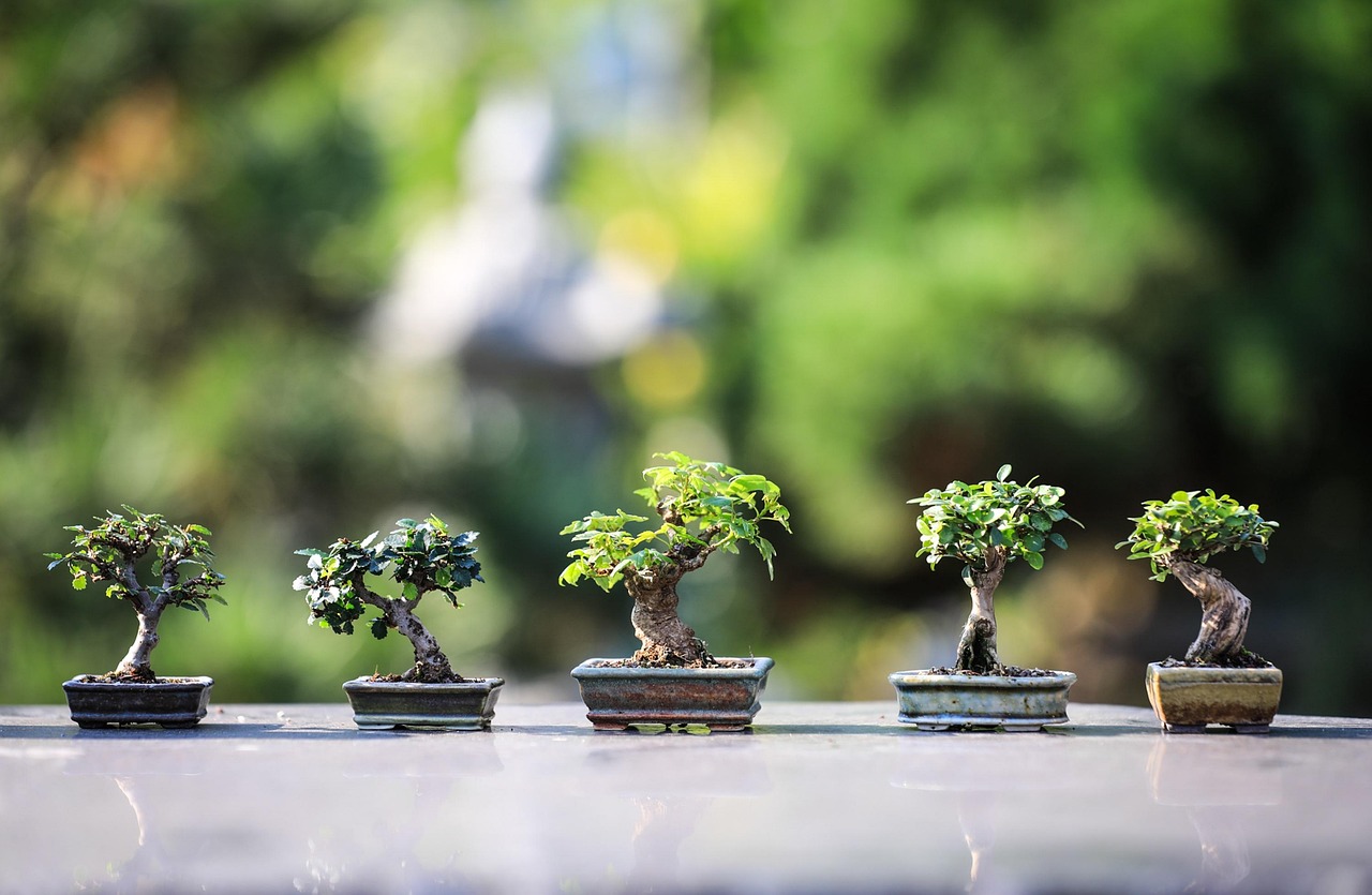 Optimisez votre jardin avec ces conseils de jardinage incontournables