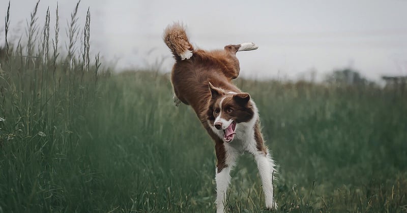 Clôturer un jardin pour un chien qui saute : 7 astuces infaillibles