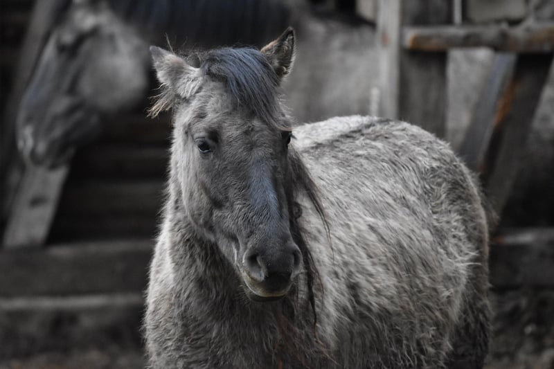 cheval